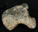 Woolly Rhinoceros Ankle Bone - Late Pleistocene #3452-3